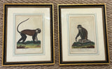 Pair Handcolored Monkey Prints Antique