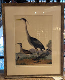 Wilson Birds Each