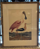 Wilson Birds Each